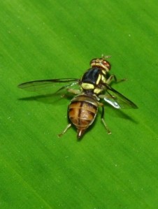 Lalat buah tephritidae (foto Nugroho Susetya Putra)